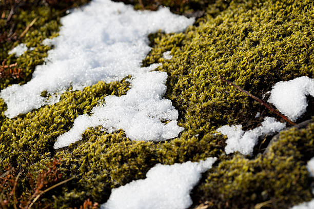 istock Closeup of fragile Icelandic moss 494353142