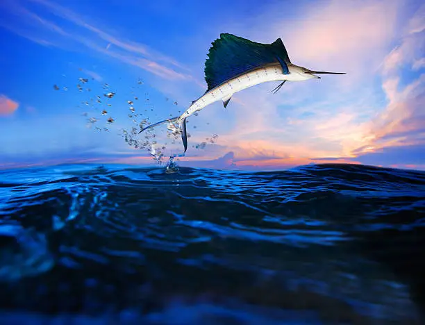sailfish jumping over blue sea water