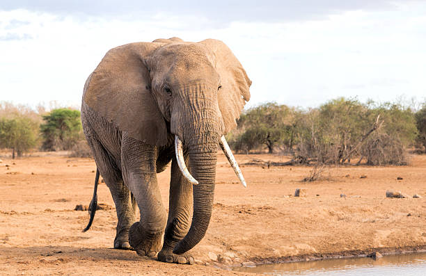 Walking elefant in dry African landscape, Selenkay, Kenya. Walking elefant in dry African landscape, Selenkay, Kenya. It is end of the dry season and the ground is barren but trees have started to turn green and clouds are gathering. elefant stock pictures, royalty-free photos & images