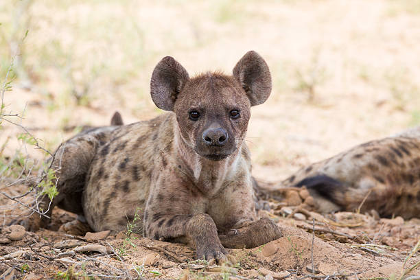 istock Spotted Hyena lying in a mud pool 494353799