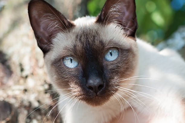 istock Cat, Mekong bobtail 494354004