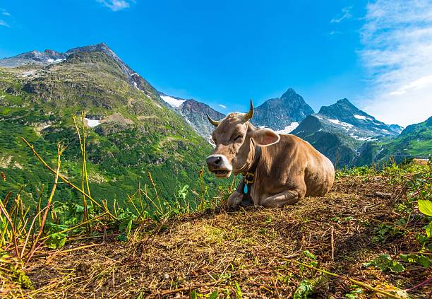 istock Alpine Region Cow 494376428