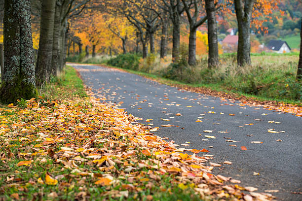 istock Autumn alley, road and fallen colored leaves, Germany 494377488