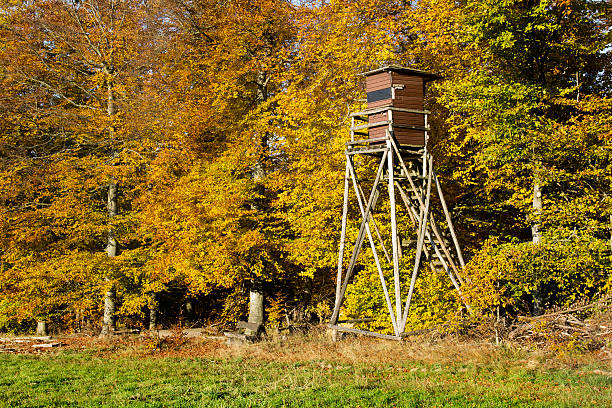 istock Hunting deer stand autumnal forest 494377504