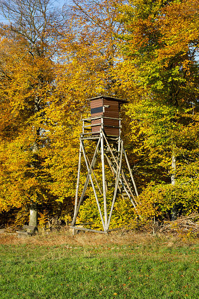 istock Hunting deer stand autumnal forest 494377544