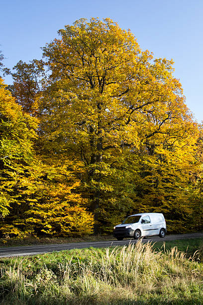istock Autumn deciduous trees and country road 494377686