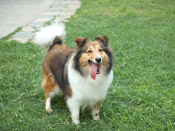 istock Sheepdog standing on meadows staring at camera, waiting for play 494379630
