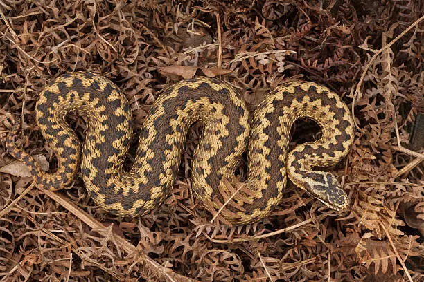 Adder basking on woodland floor