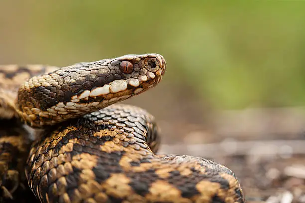 Adder coiled on the woodland floor