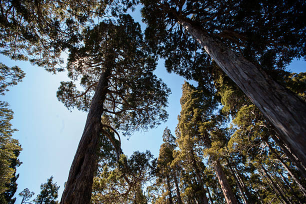 bosque - european larch fotografías e imágenes de stock