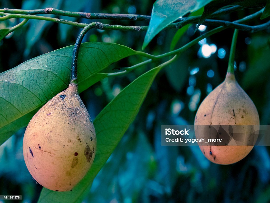 Knema Attenuata, Wild Nutmeg, Myristicaceae 2015 Stock Photo
