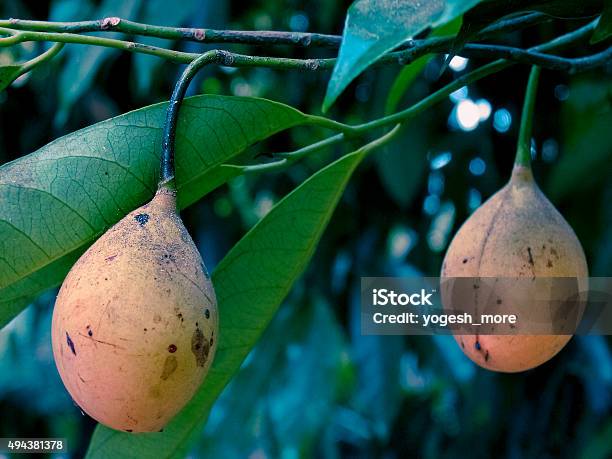 Knema Attenuata Wild Nutmeg Myristicaceae Stock Photo - Download Image Now - 2015, Food, Fruit