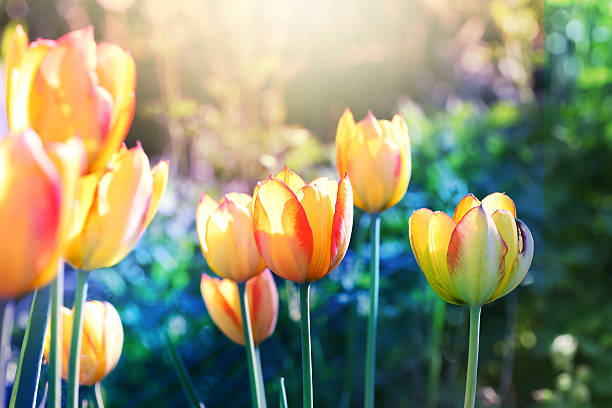 istock Soft focus tulips flower in bloom. 494381706