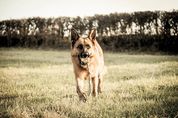 istock German Shepherd Dog action shot 494381782