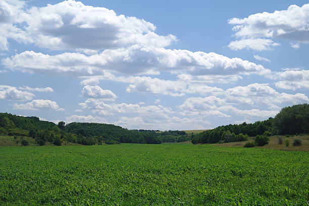 istock Field and sky. Beautiful landscape 494382214