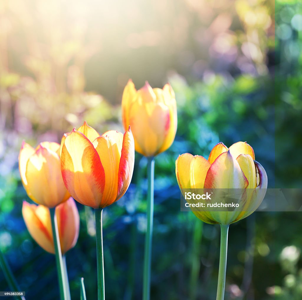 Soft focus tulips flower in bloom. Nature background. Soft focus tulips flower in bloom. 2015 Stock Photo