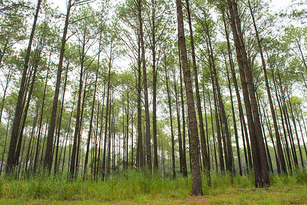 istock Pine forest out of focus 494383950