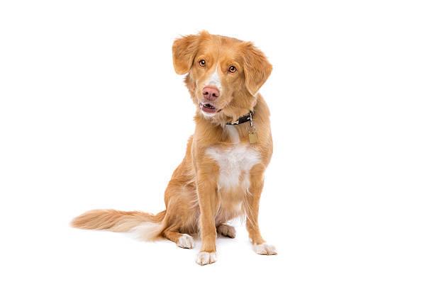 istock Nova Scotia Duck Tolling Retriever 494383964