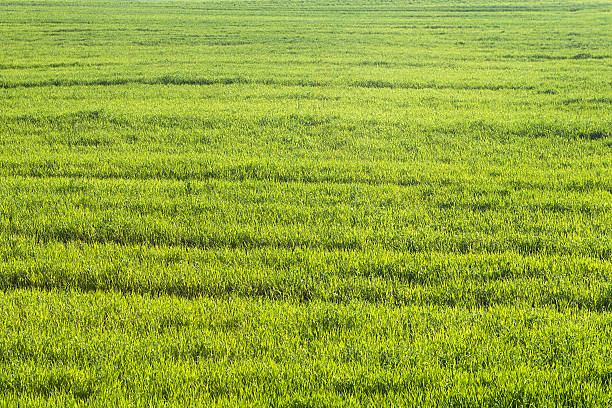 istock Green wheat is growing on a field 494384100