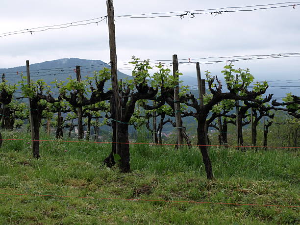 Vineyard plant. stock photo