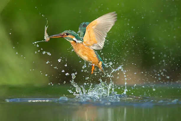 Female kingfisher emerging from the water after a succesful dive