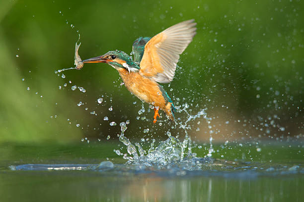 kingfisher-alcedo atthis - animals hunting kingfisher animal bird стоковые фото и изображения