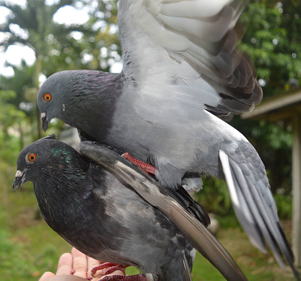 istock Bird riding at the back of another bird. 494386376