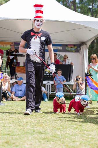 Naples, Florida, United States - October 25, 2015:  A man dressed up as the character Cat in a Hat with his two French Bulldogs, walk the outdoor runway at the Collier County Humane Society's Strut You Mutt event.