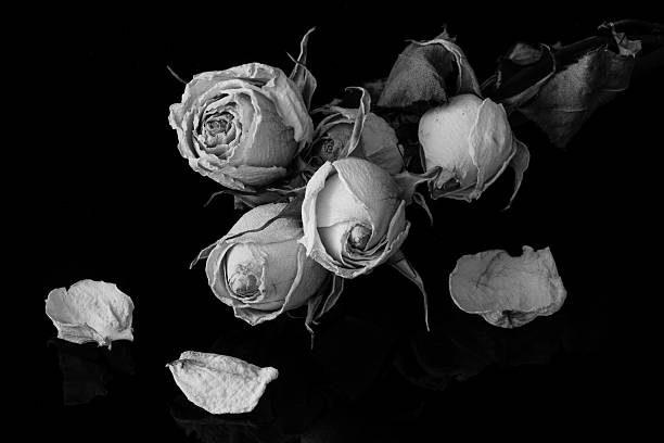 istock Dried Roses on Black Background 494388738