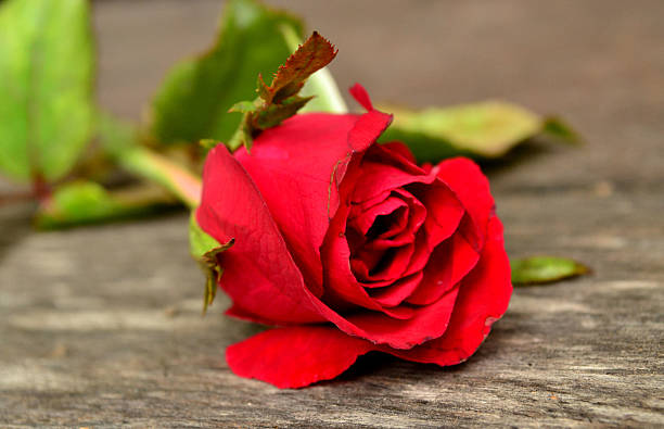 istock Red rose on wood floor 494388780