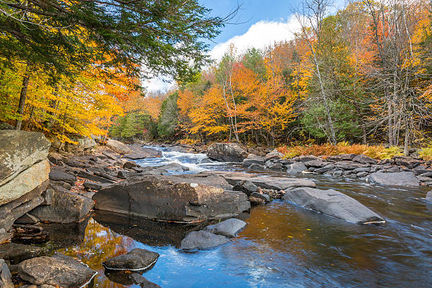istock River Flowing Through a Forest in Autumn - Ontario, Canada 494389258