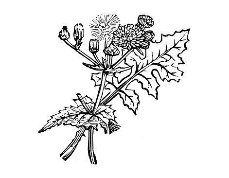 Antique illustration of Sonchus oleraceus (common sowthistle, sow thistle)