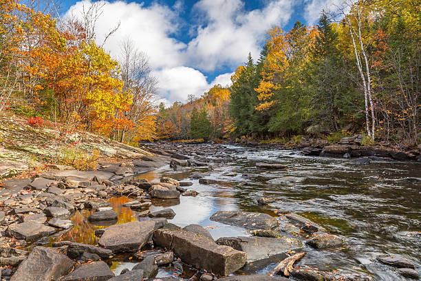 istock River Flowing Through a Forest in Autumn - Ontario, Canada 494389446