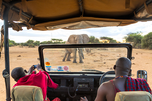 Sleekness, Kenya - October 15, 2015: Elefant in front of an open safari jeep with traditionally dressed maasai guides. The driver is watching the elefant that is facing the jeep while the guide is taking a picture. End of the dry season and it is very dry although trees are starting to turn green and cloud to gather.