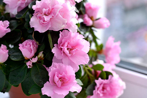 azalea fleurs - beautiful red pink wood photos et images de collection