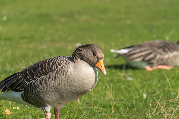 istock Greylag Goose Close Up 494391006