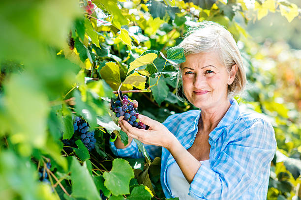 istock Woman harvesting grapes 494391718