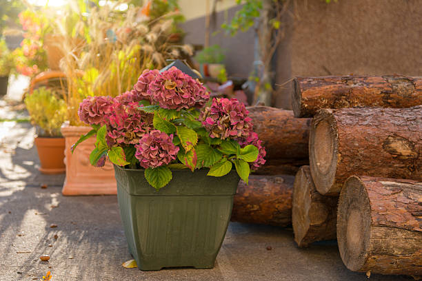 outside flower decoration at fall in sunlight