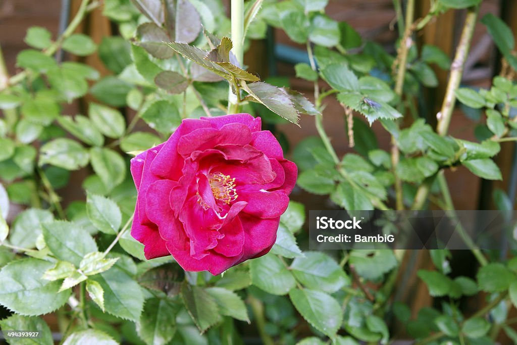 rosa - Foto stock royalty-free di Aiuola