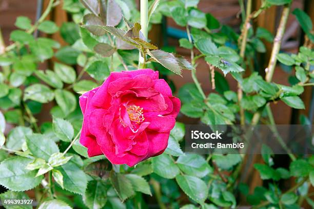 Rosa - Fotografie stock e altre immagini di Aiuola - Aiuola, Ambientazione esterna, Bellezza naturale