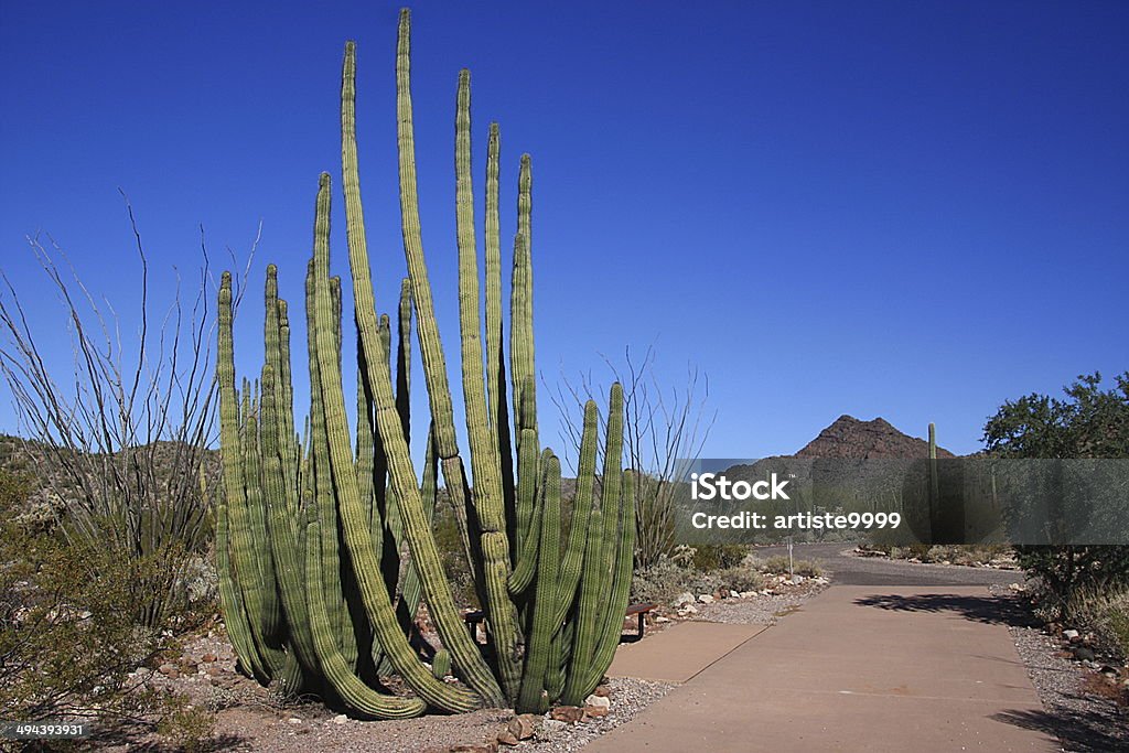 Кактус труба органа - Стоковые фото Organ Pipe Cactus National Monument роялти-фри