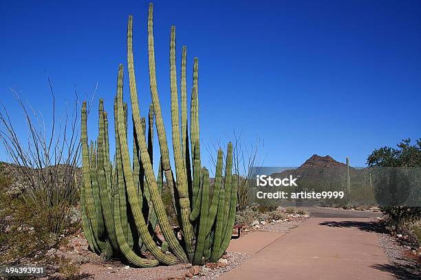 Кактус Труба Органа — стоковые фотографии и другие картинки Organ Pipe Cactus National Monument - Organ Pipe Cactus National Monument, Аризона - Юго-запад США, Без людей
