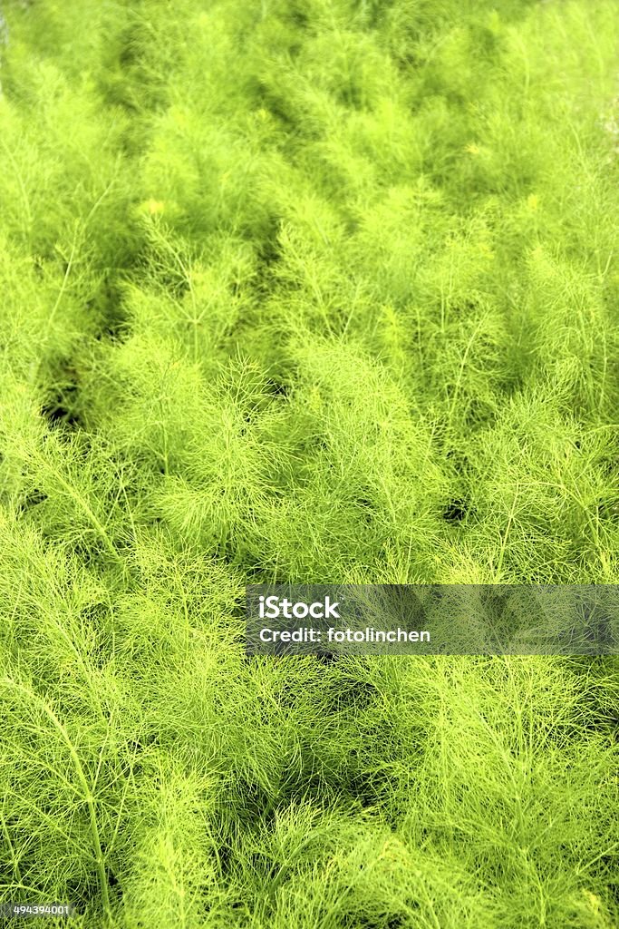 Fenchel - Lizenzfrei Blatt - Pflanzenbestandteile Stock-Foto