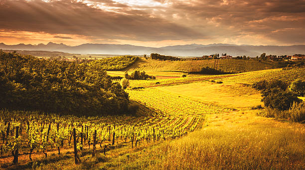 istock vineyard landscape in tuscany 494394009