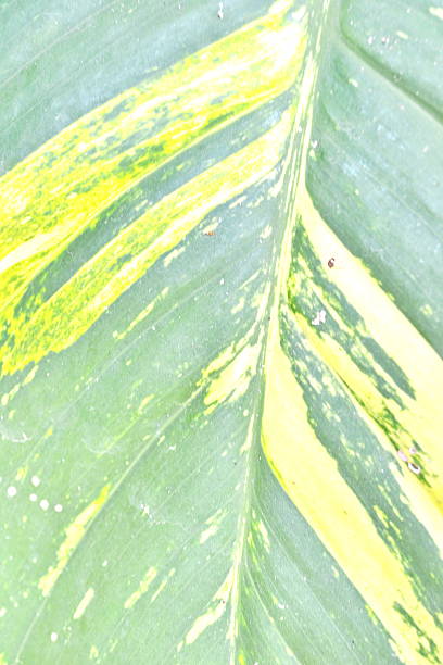 istock surface of the plant 494394103