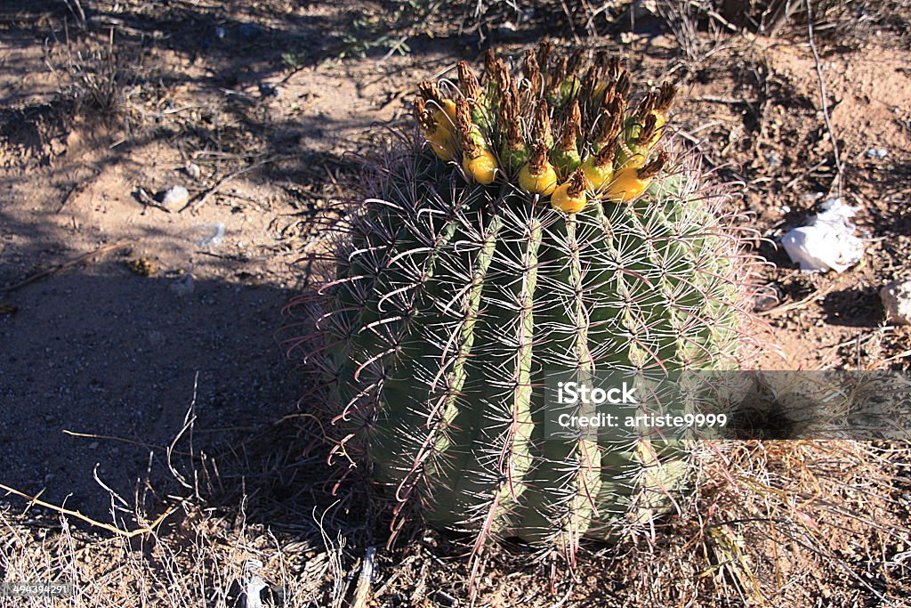 Cactus barile - Foto stock royalty-free di Arizona