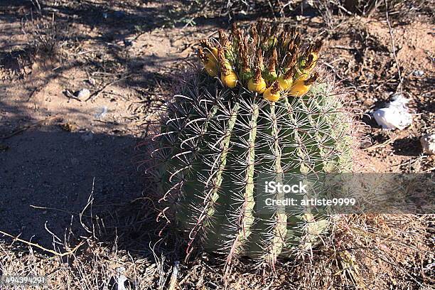 Кактус Барреля — стоковые фотографии и другие картинки Аризона - Юго-запад США - Аризона - Юго-запад США, Без людей, Бочка