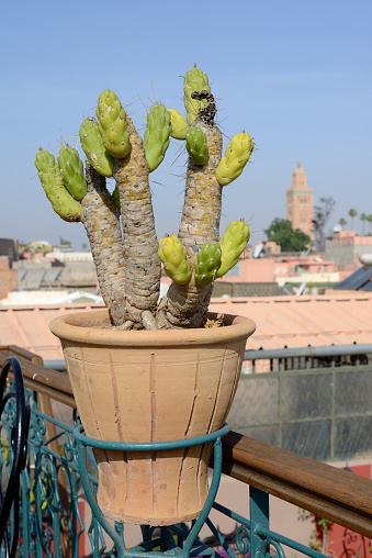 Marrakesh in Morocco cactus on rooftop with mosque in view
