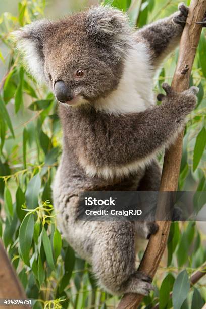 Koala Foto de stock y más banco de imágenes de Aire libre - Aire libre, Animal, Animales salvajes