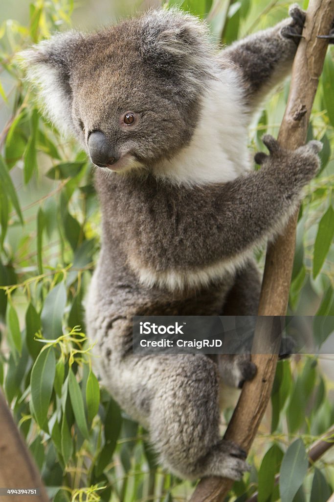 Coala - Royalty-free Animal Foto de stock